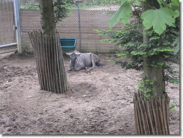 Klik hier voor de originele foto